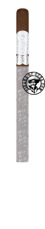 AGANORSA LEAF Anniversario Corojo - Lancero